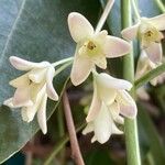 Holboellia coriacea Flower