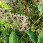 Clematis recta Fruit