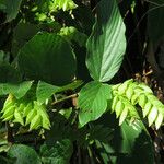 Flemingia strobilifera Feuille