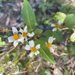 Bidens albaFlor