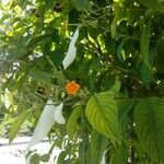 Mussaenda frondosa Blüte