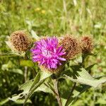 Centaurea phrygia Flower