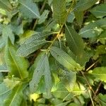 Salix cinerea 葉