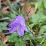 Campanula rotundifolia Cvet