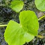 Hydrocotyle leucocephala Leaf