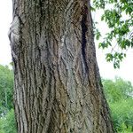 Populus × canescens Žievė