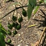 Solanum aviculare Ovoce