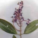 Miconia affinis Muu