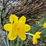 Narcissus rupicola Flower