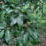 Chrysophyllum venezuelanense Hoja