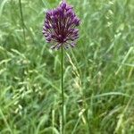 Allium rotundum Habitus