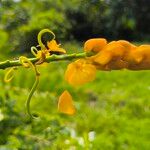 Senna alata Flor
