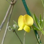 Lathyrus annuus 花