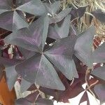 Oxalis triangularis برگ