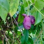 Holboellia coriacea Fruit