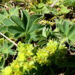 Alchemilla glaucescens Hostoa