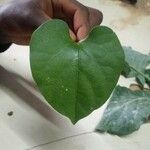 Ipomoea tricolor Leaf