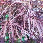 Acer palmatum পাতা
