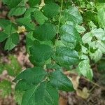 Zanthoxylum americanum Ліст