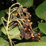 Erythrina costaricensis Frukt