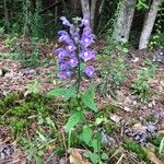 Scutellaria integrifolia Květ