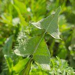 Taraxacum dissectum Лист