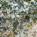 Eucalyptus cinerea Leaf