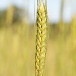 Triticum monococcum Fruit