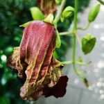 Kigelia africana Blüte