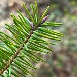 Pseudotsuga menziesii Leaf