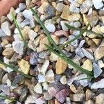 Narcissus cantabricus Hoja