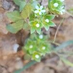 Androsace maxima Libunga