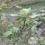 Ficus palmata Leaf