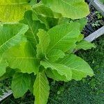 Nicotiana sylvestris Blad