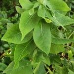 Centaurea macrocephala Leaf