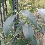 Stauntonia latifolia Blad