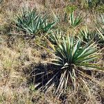 Yucca pallida Hábito