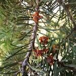 Pseudotsuga menziesii Kéreg/szár