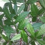 Quassia amara Hoja