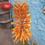 Aloe arborescens Λουλούδι