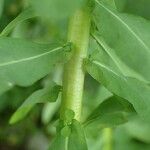 Euphorbia stricta Escorça