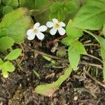 Bacopa repens 花