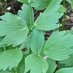 Levisticum officinale Blatt