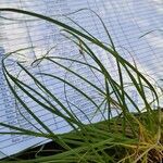 Carex distachya Leaf