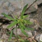 Euphorbia graminifolia Blüte