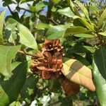 Combretum kraussii Fruit