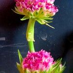 Armeria pseudarmeria Õis