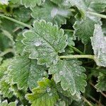 Sanguisorba minor Leaf