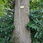 Quercus canariensis Bark