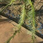 Cycas pectinata Leht